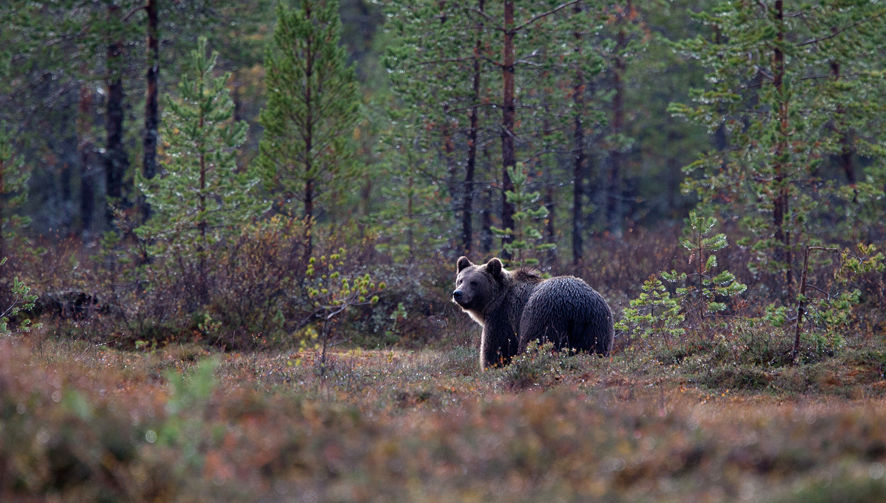 Karu metsaserval