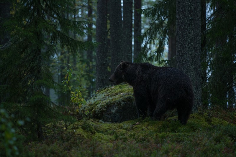 Karuga metsas