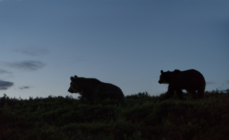 Karud öises  tundras